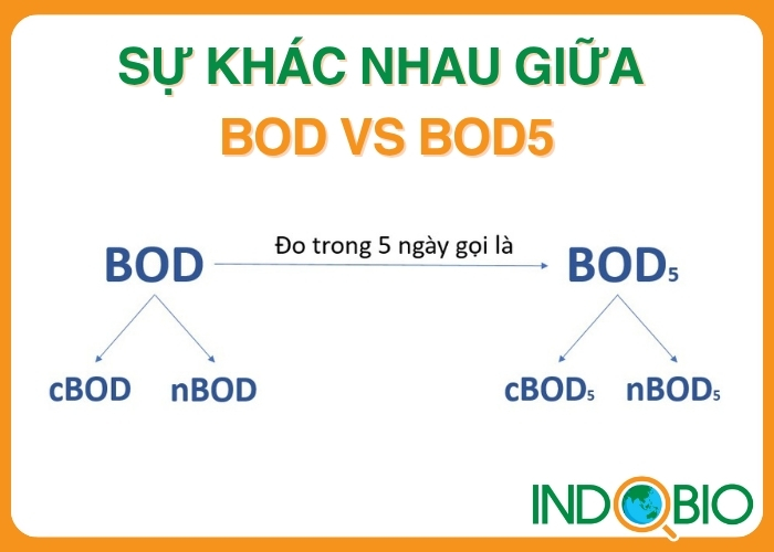 Sự khác nhau giữa BOD vs BOD5 là gì?